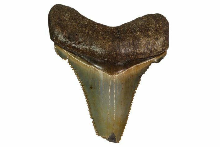 Serrated, Angustidens Tooth - Megalodon Ancestor #158843